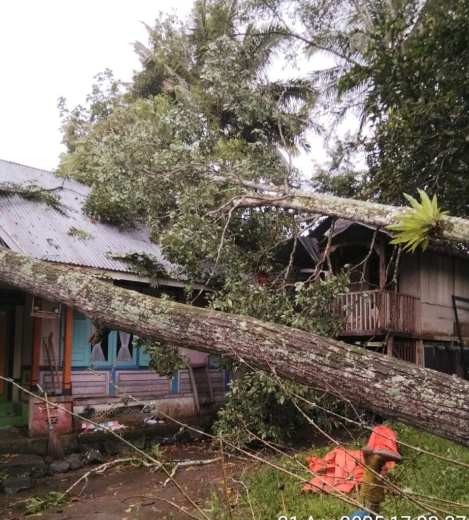 Hujan Disertai Badai Tumbangkan Pohon dan Rusak Bangunan Warga Kamang Magek