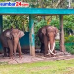 Gajah Zidan Selalu Dirawat Intensif, Dirantai Akibat Periode Masth dan Agresif sejak 2022 IMG-20260913-WA0002