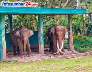 Gajah Zidan Selalu Dirawat Intensif, Dirantai Akibat Periode Masth dan Agresif sejak 2022