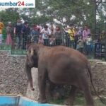 Dituding Membiarkan Gajah Zidan Terbelenggu, Pemko Bukittinggi Buka Fakta: Enam Kali Surati BKSDA, Kewenangan Ada Batasnya IMG-20260914-WA0007