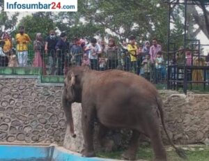Dituding Membiarkan Gajah Zidan Terbelenggu, Pemko Bukittinggi Buka Fakta: Enam Kali Surati BKSDA, Kewenangan Ada Batasnya